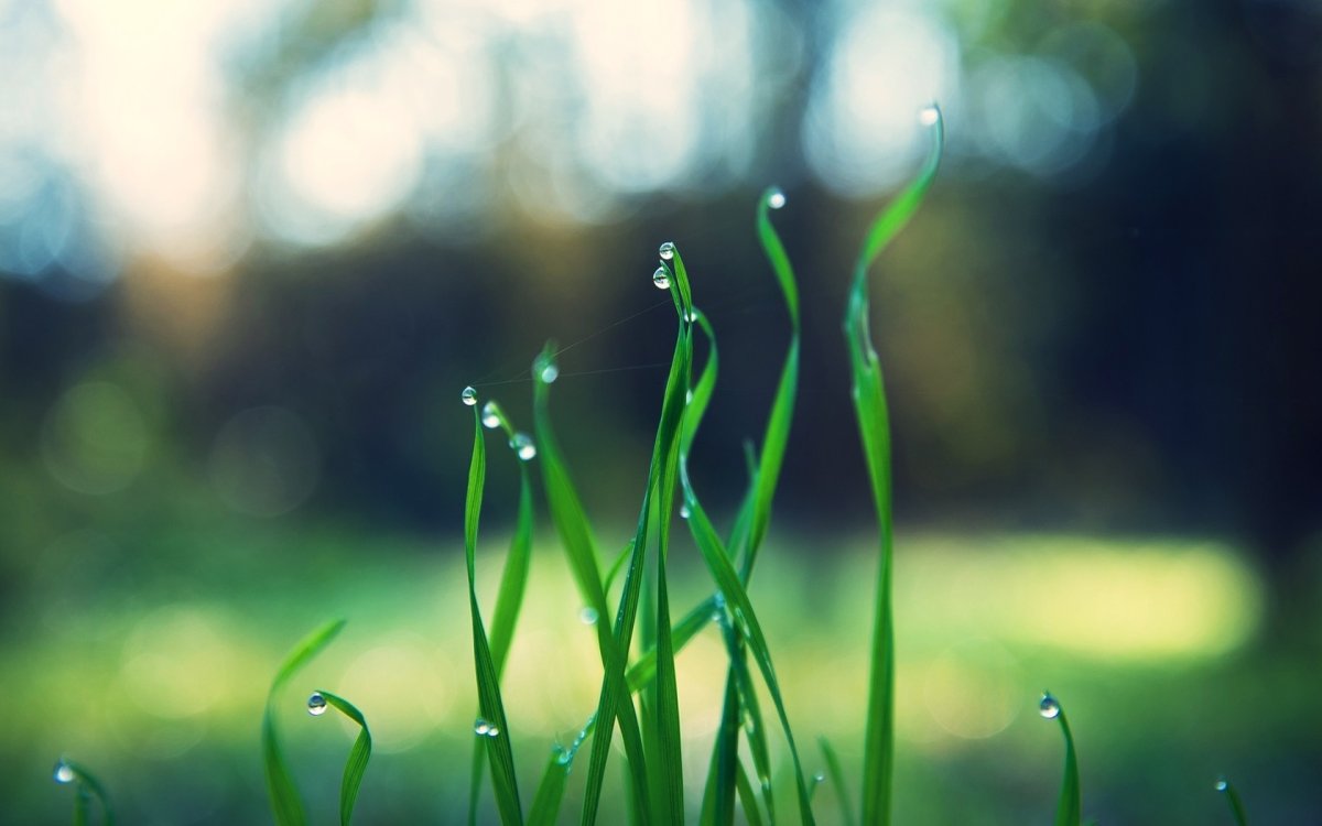 Трава макро