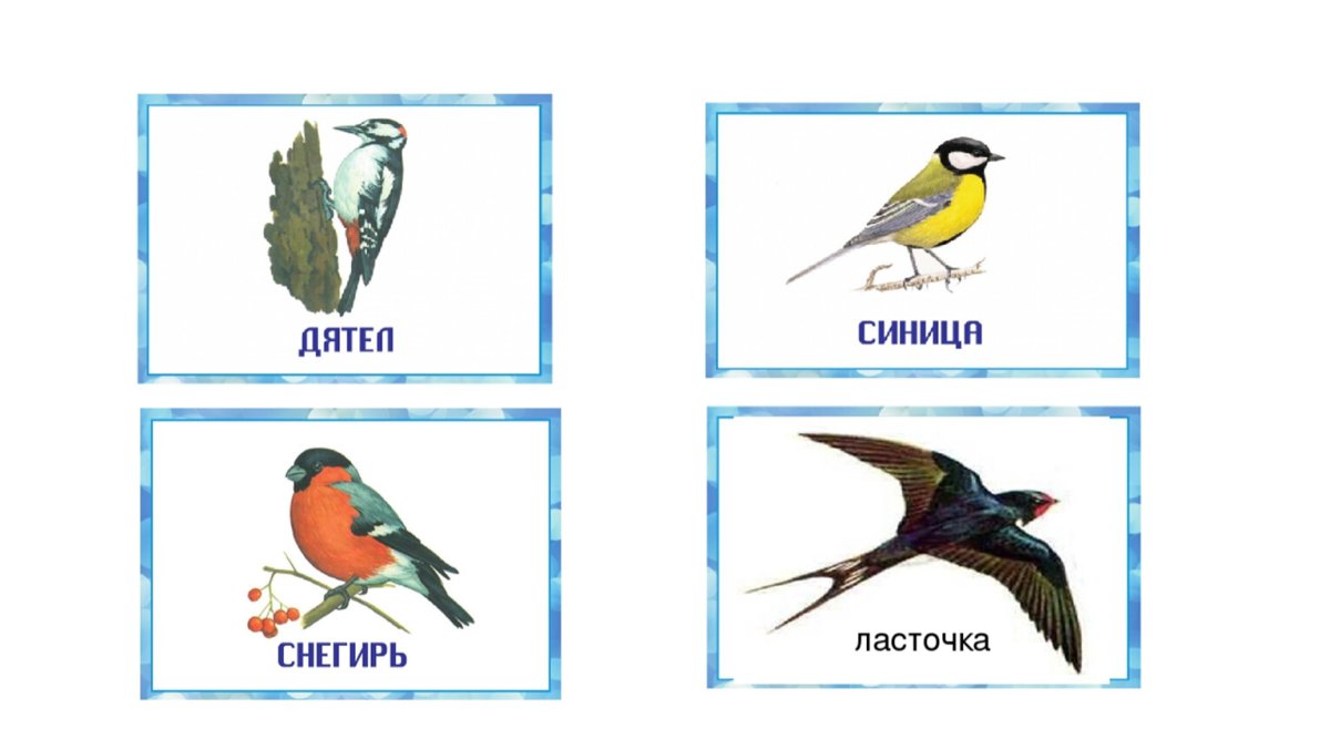 Четвертый лишний зимующие птицы