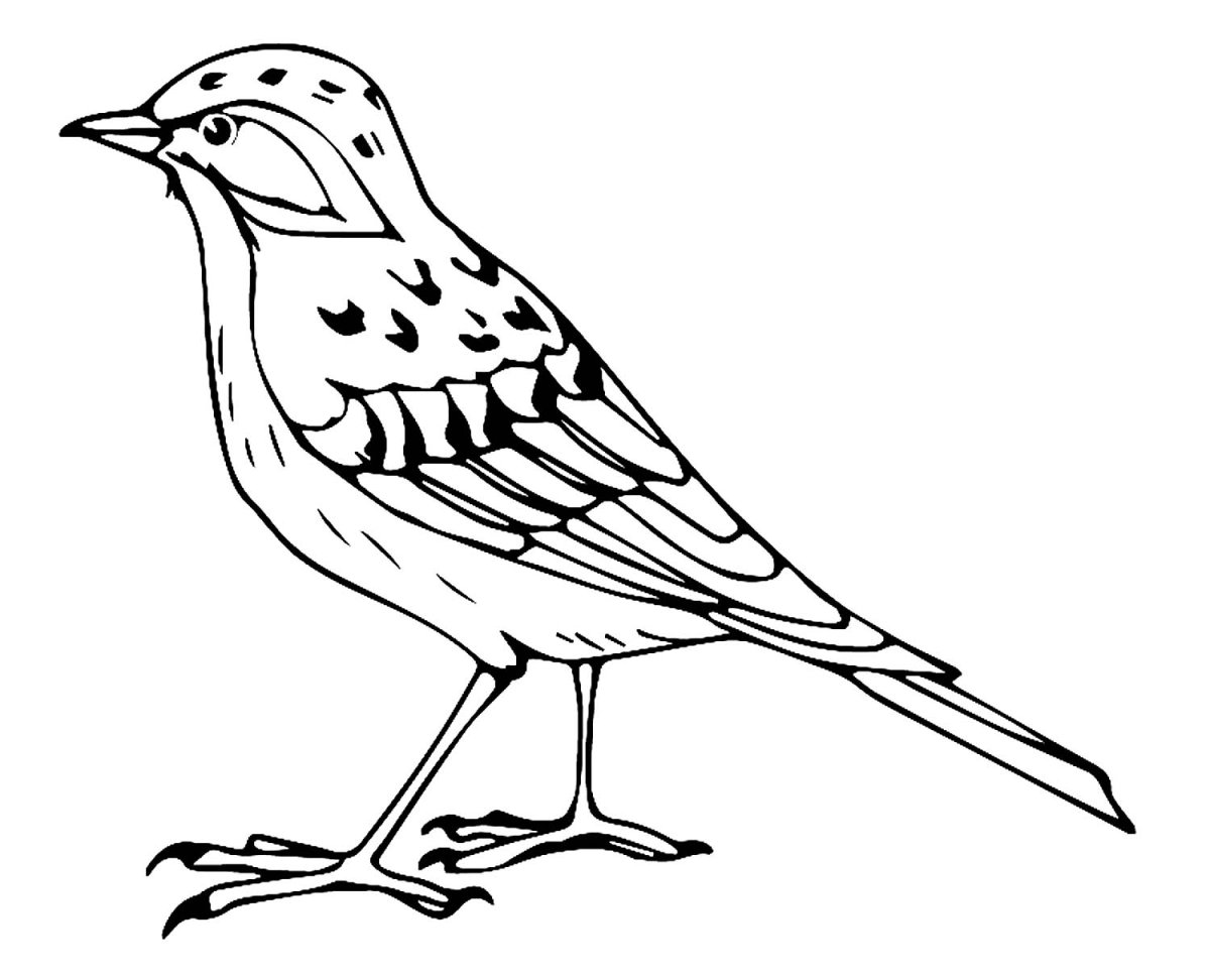 Скворец раскраска для детей