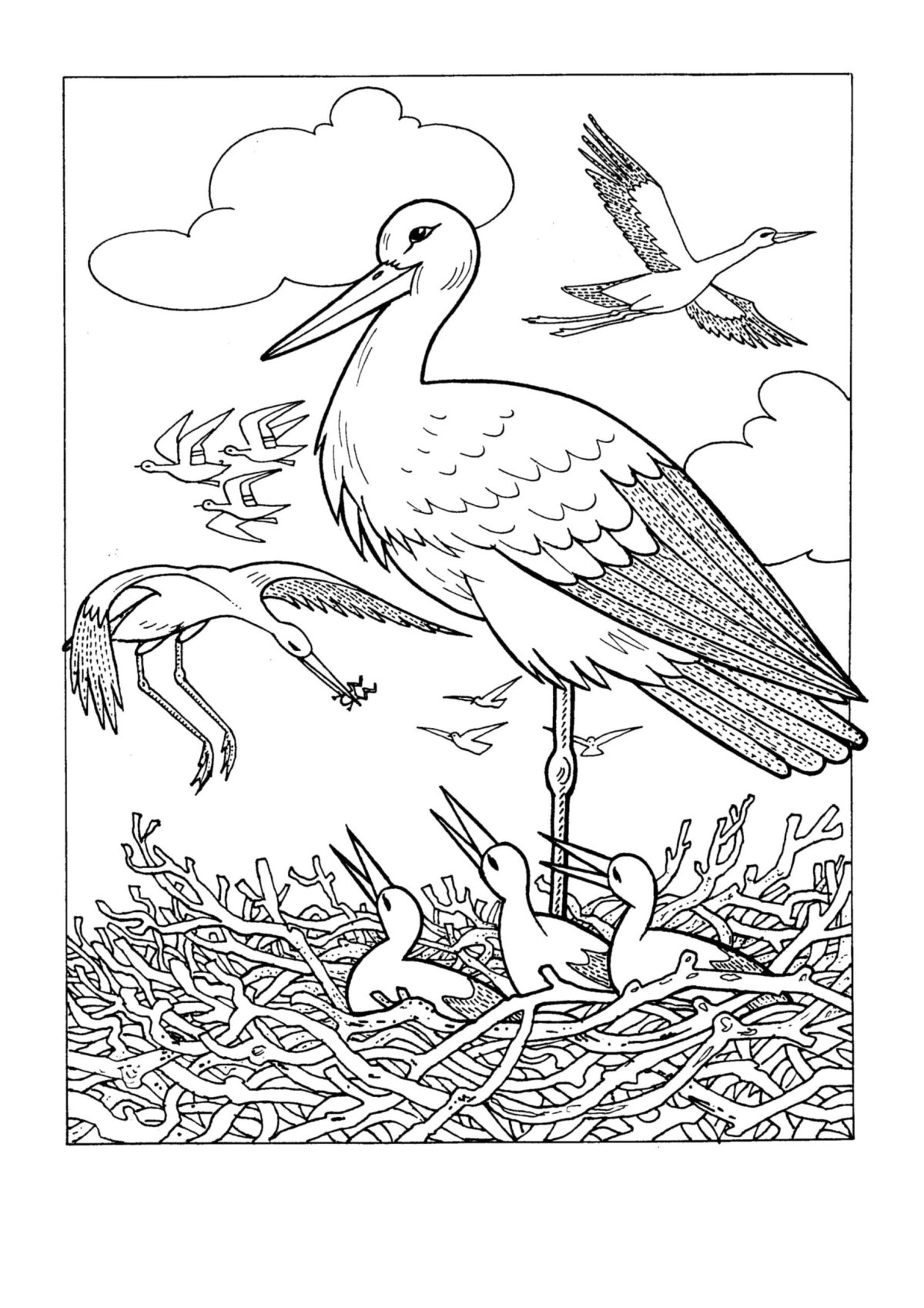 Раскраска перелент ные птицв