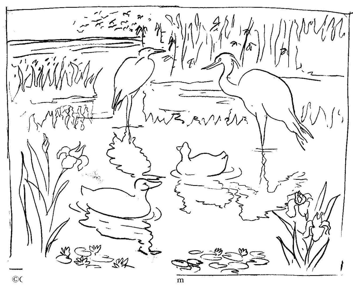 Расскраскиперелетные птицы