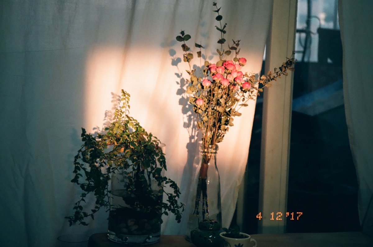 Снимки на плёнки цветы