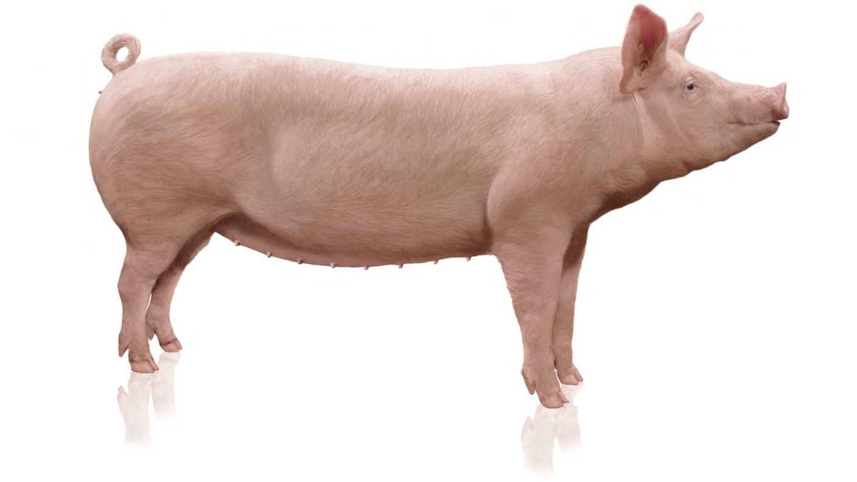 Поросенок на белом фоне