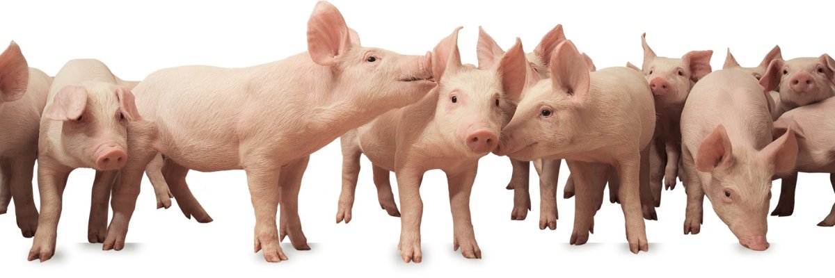 Свинья на белом фоне