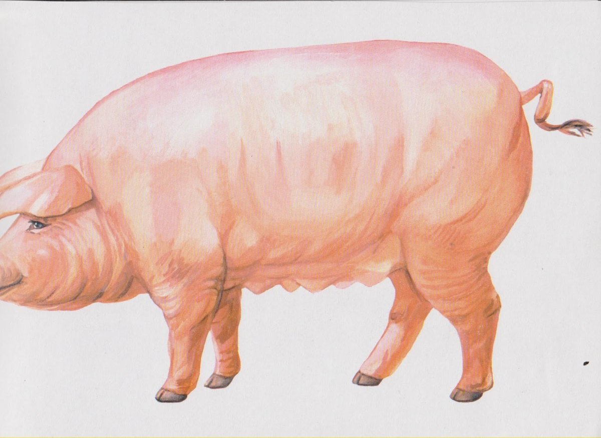 Свинья для детей на прозрачном фоне