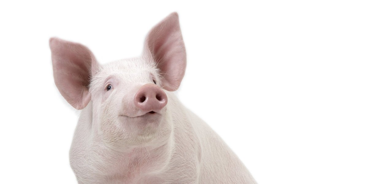 Морда свиньи