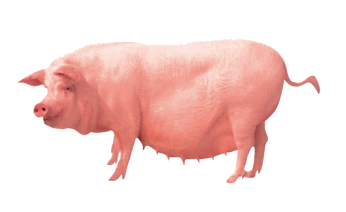 Свинья на белом фоне