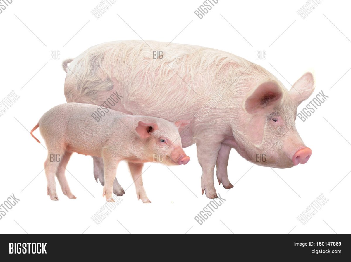 Свинья с поросятами