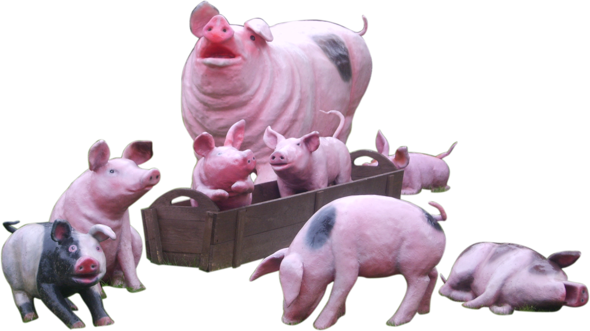 Свинья на прозрачном фоне