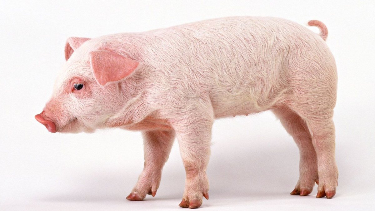 Поросенок боком