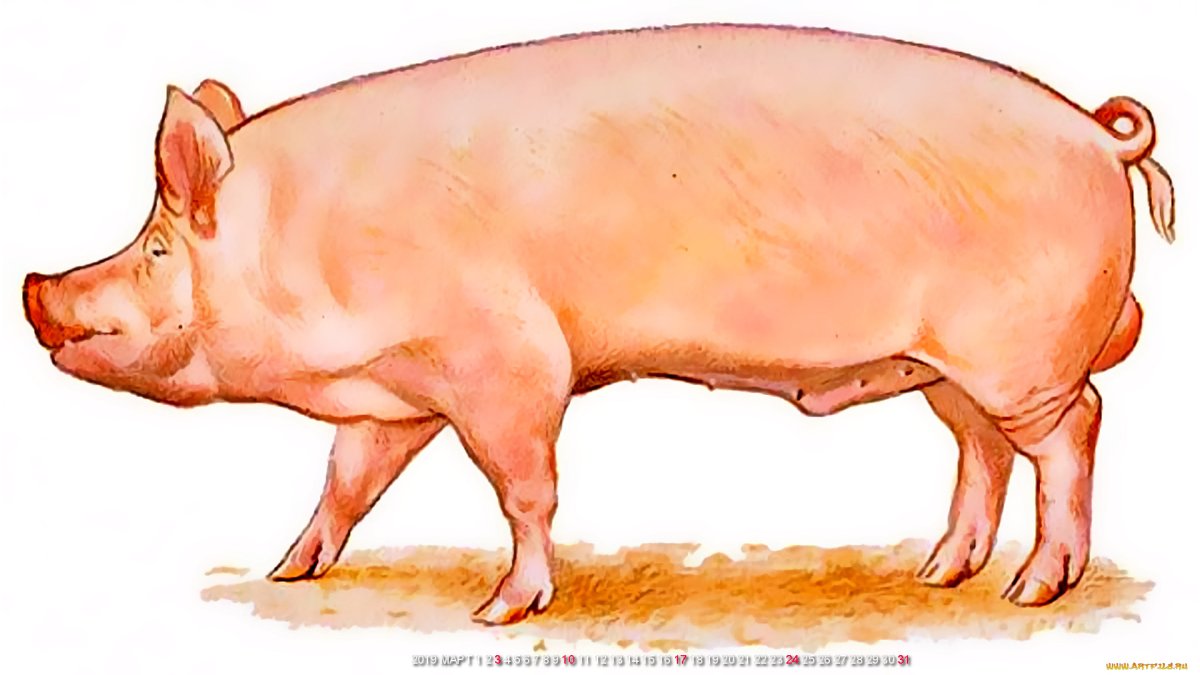 Свинья вид сбоку
