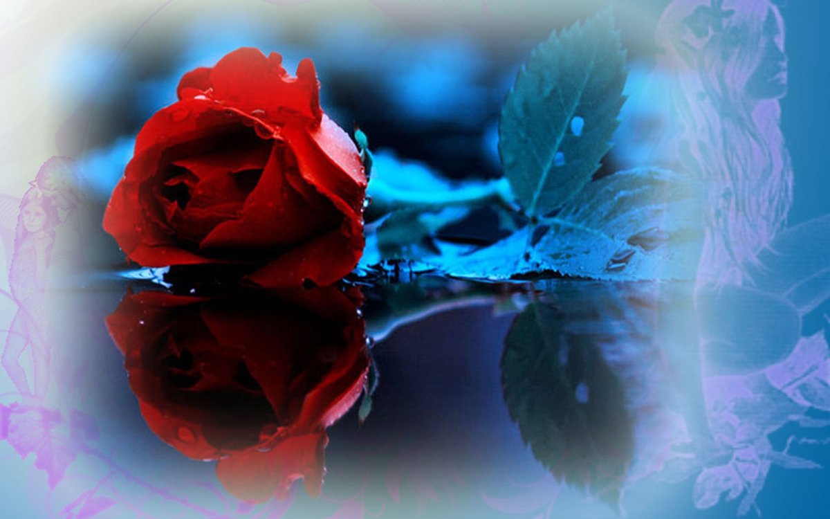 Красные розы в воде