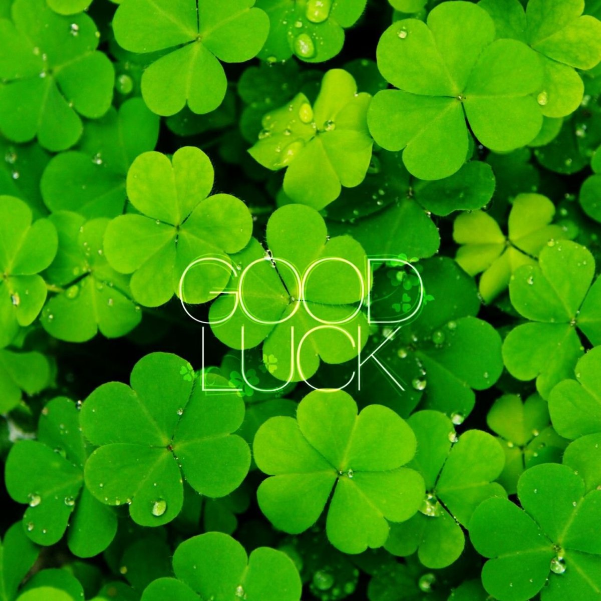 Клевер на удачу