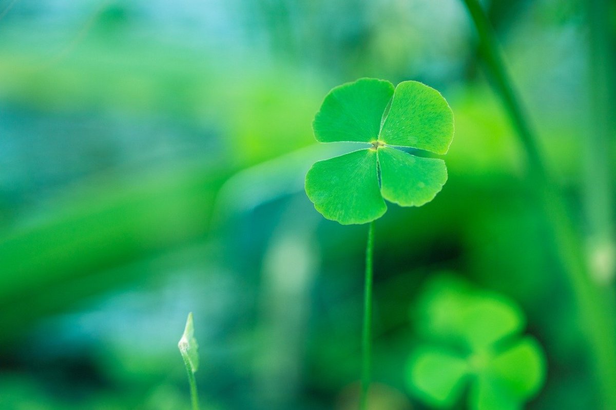 Обои на телефон Клевер