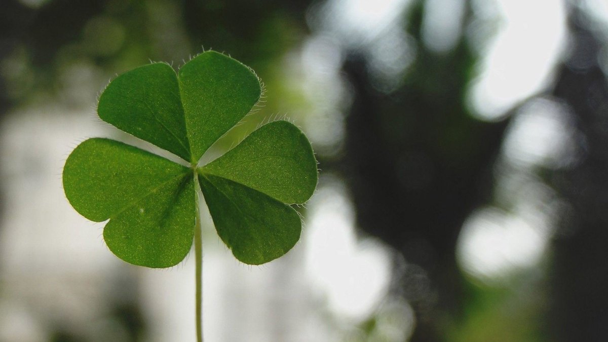 Ирландия Клевер четырехлистный