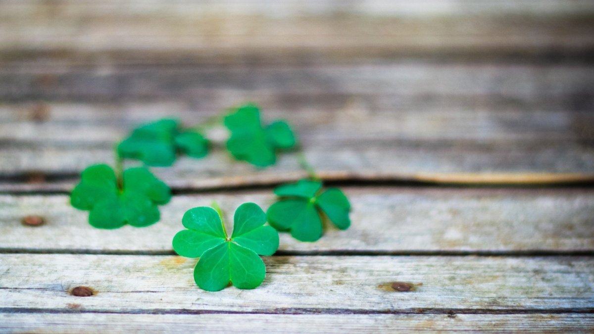 Клевер четырехлистный Славянский