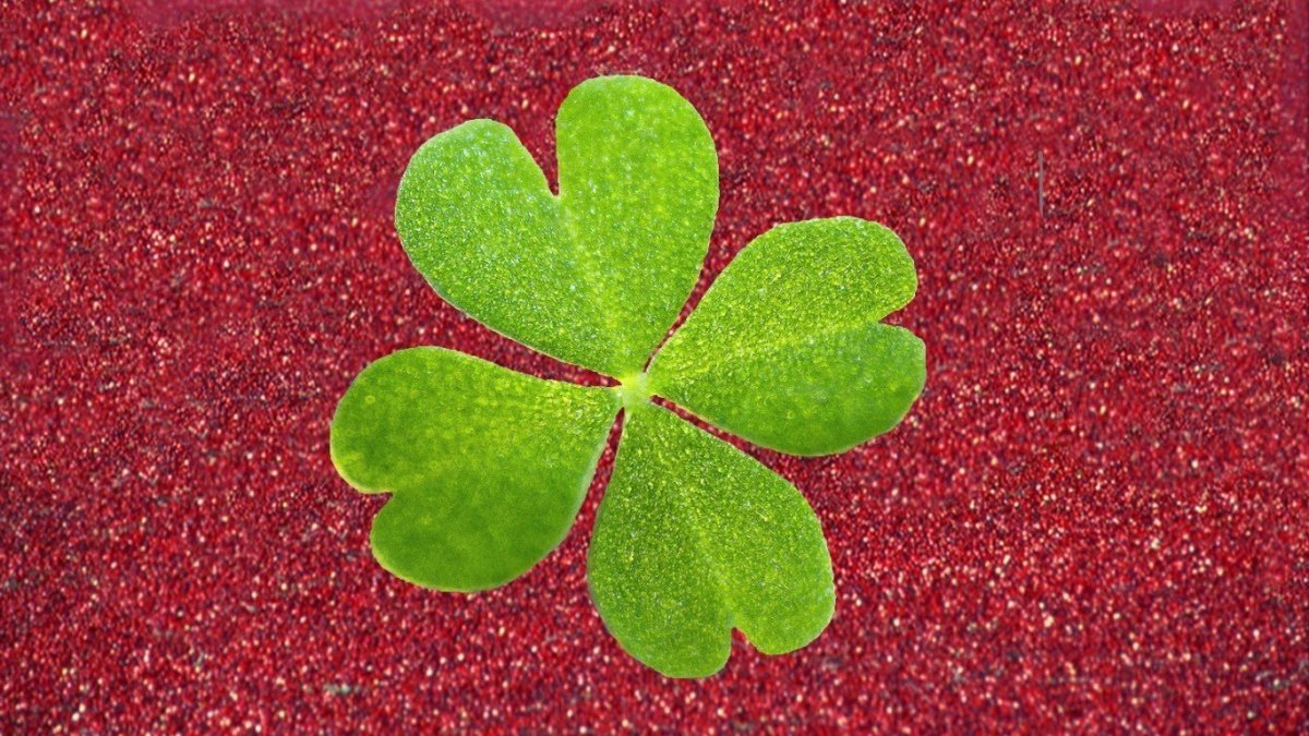 Клевер четырехлистник