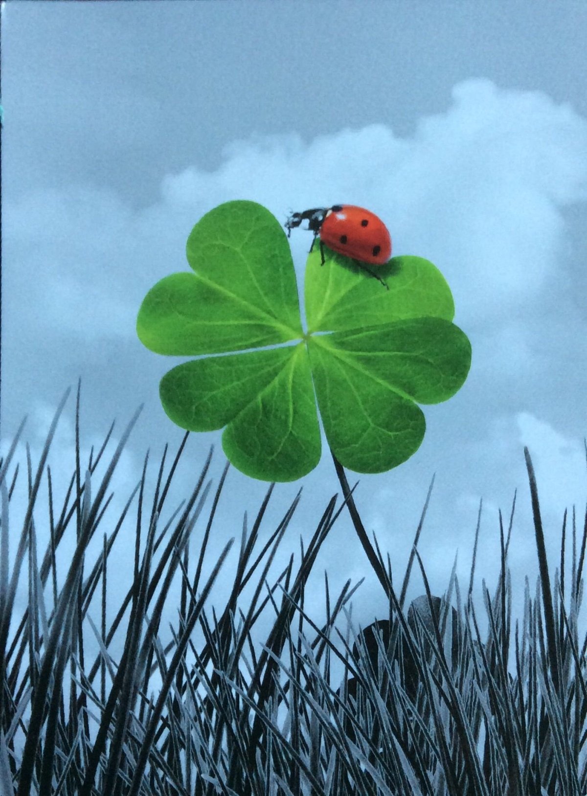 Клевер четырехлистный 4к