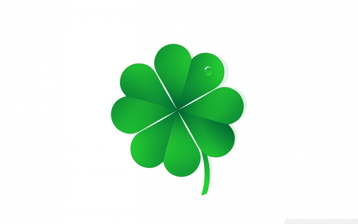 Клевер на белом фоне