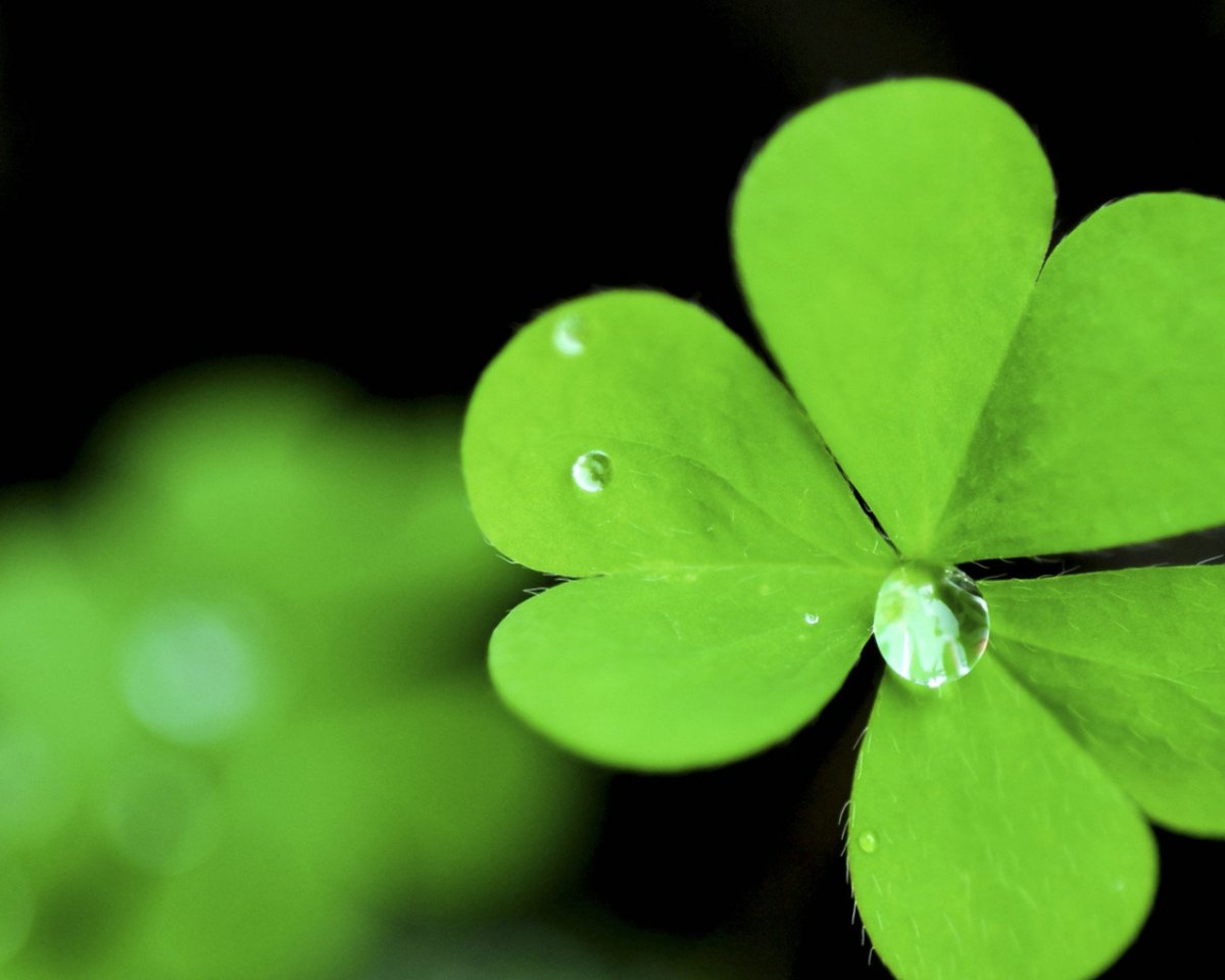 Красный четырехлистный Клевер