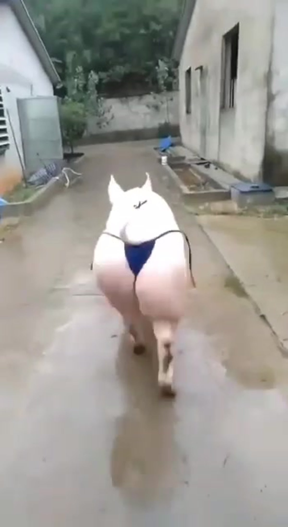 Свинья в купальнике