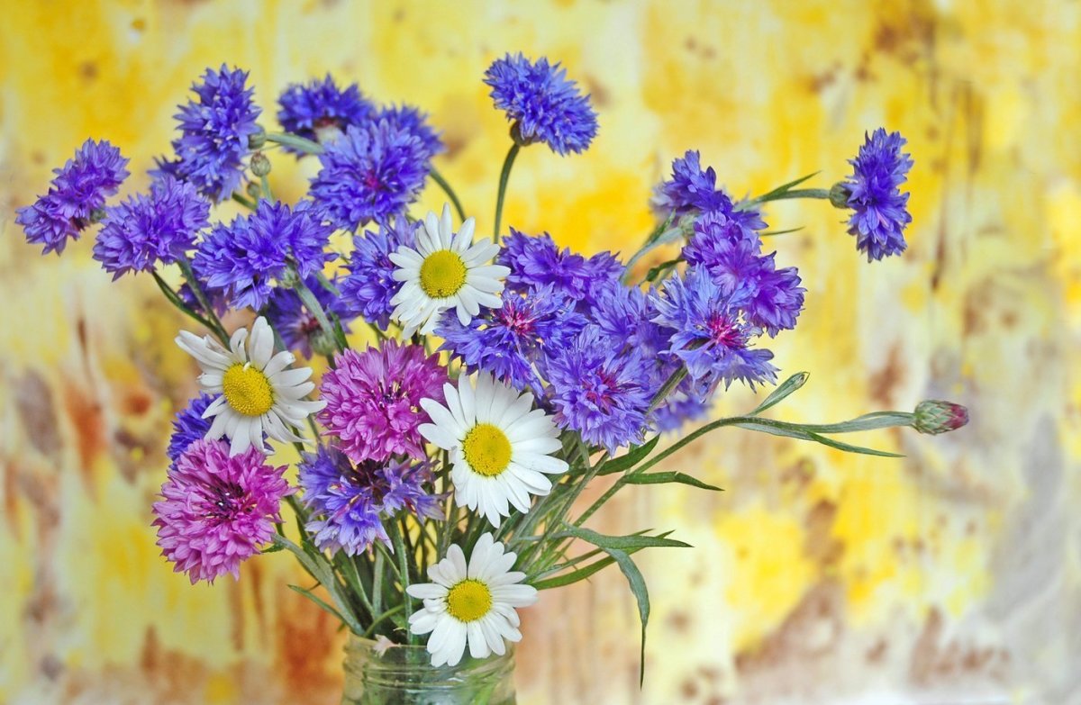 Василёк Луговой букетик