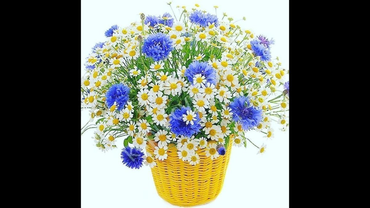 Букет полевых Васильков