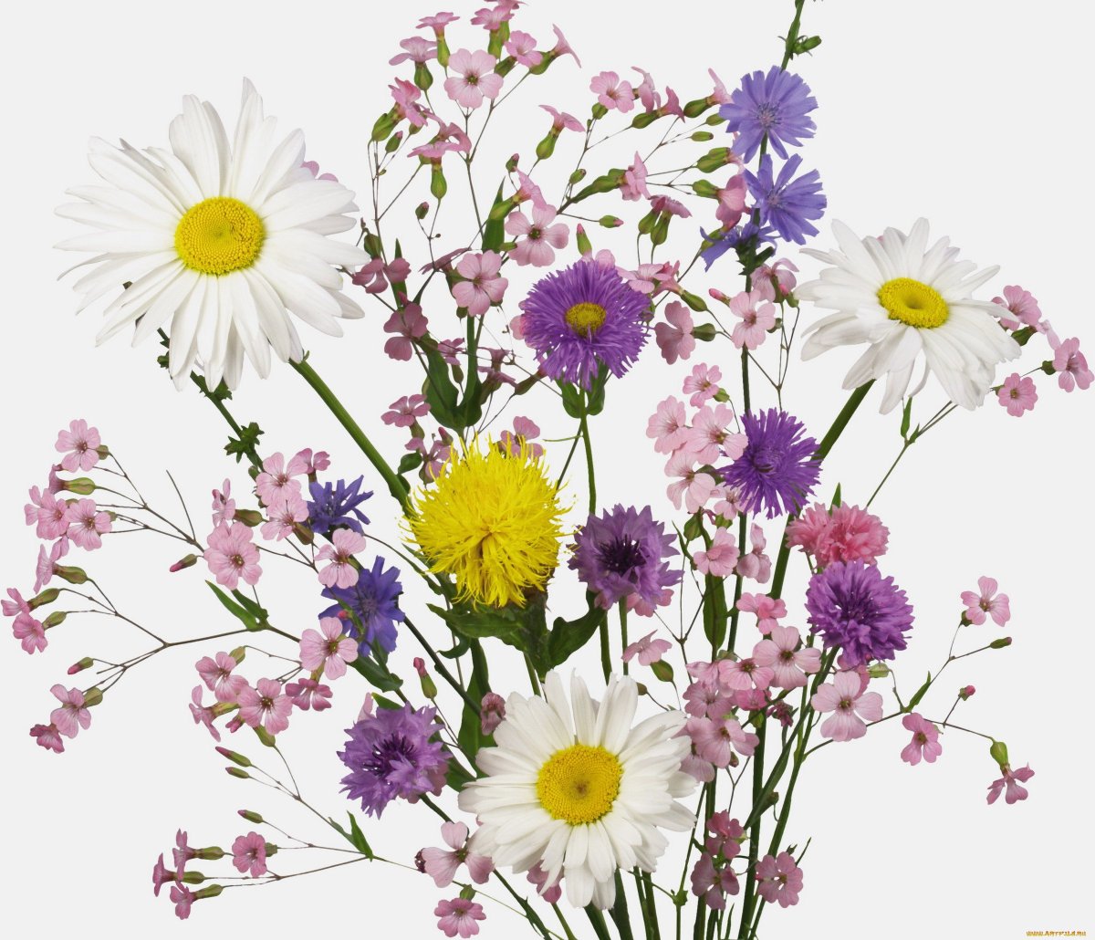 Букетик полевых цветов на прозрачном фоне