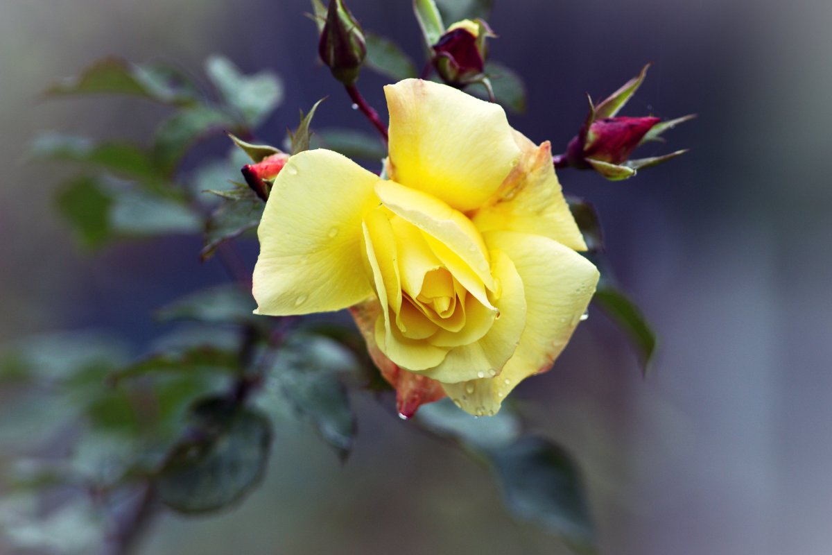 Благословенного вечера