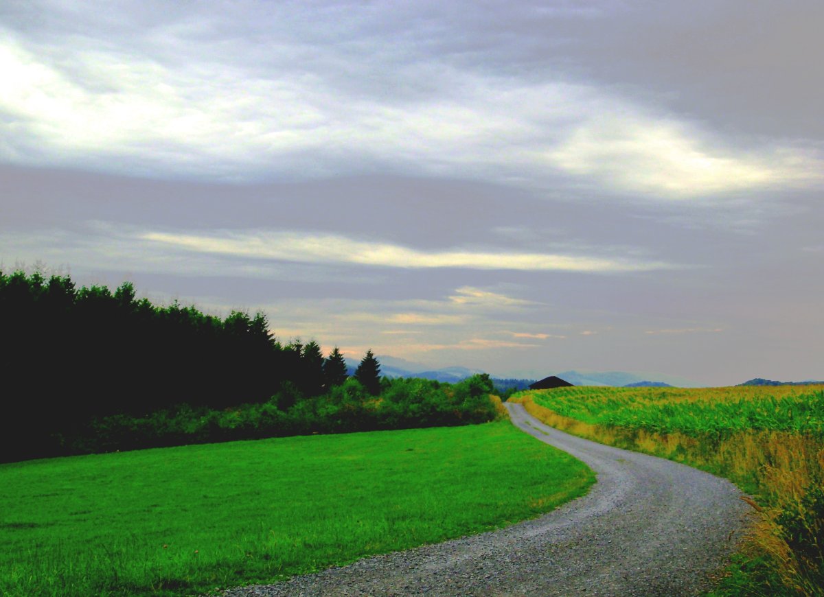 Луг с дорогой