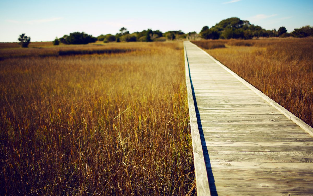 Дорога из дерева