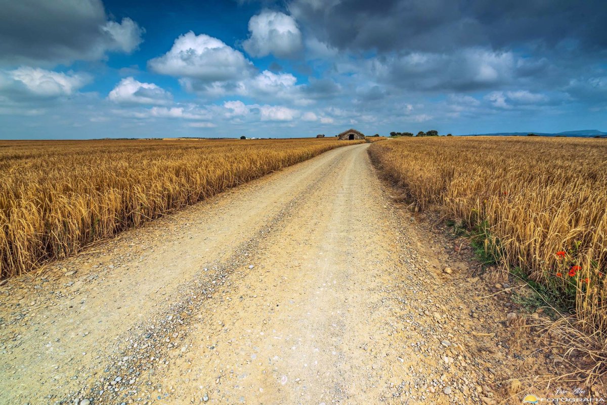 Поле с дорогой