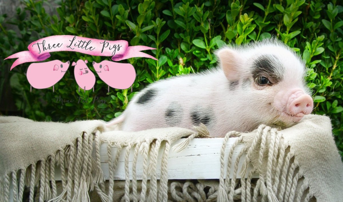 Свинья Пигги