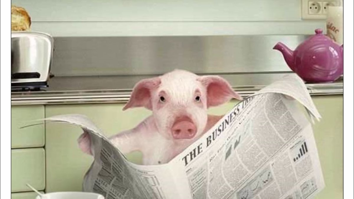 Доброе утро поросенок