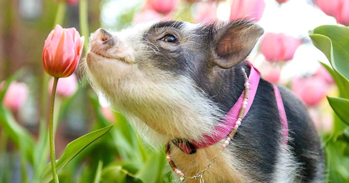 Хрюшка с цветами