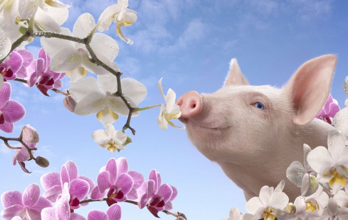Поросенок с цветами