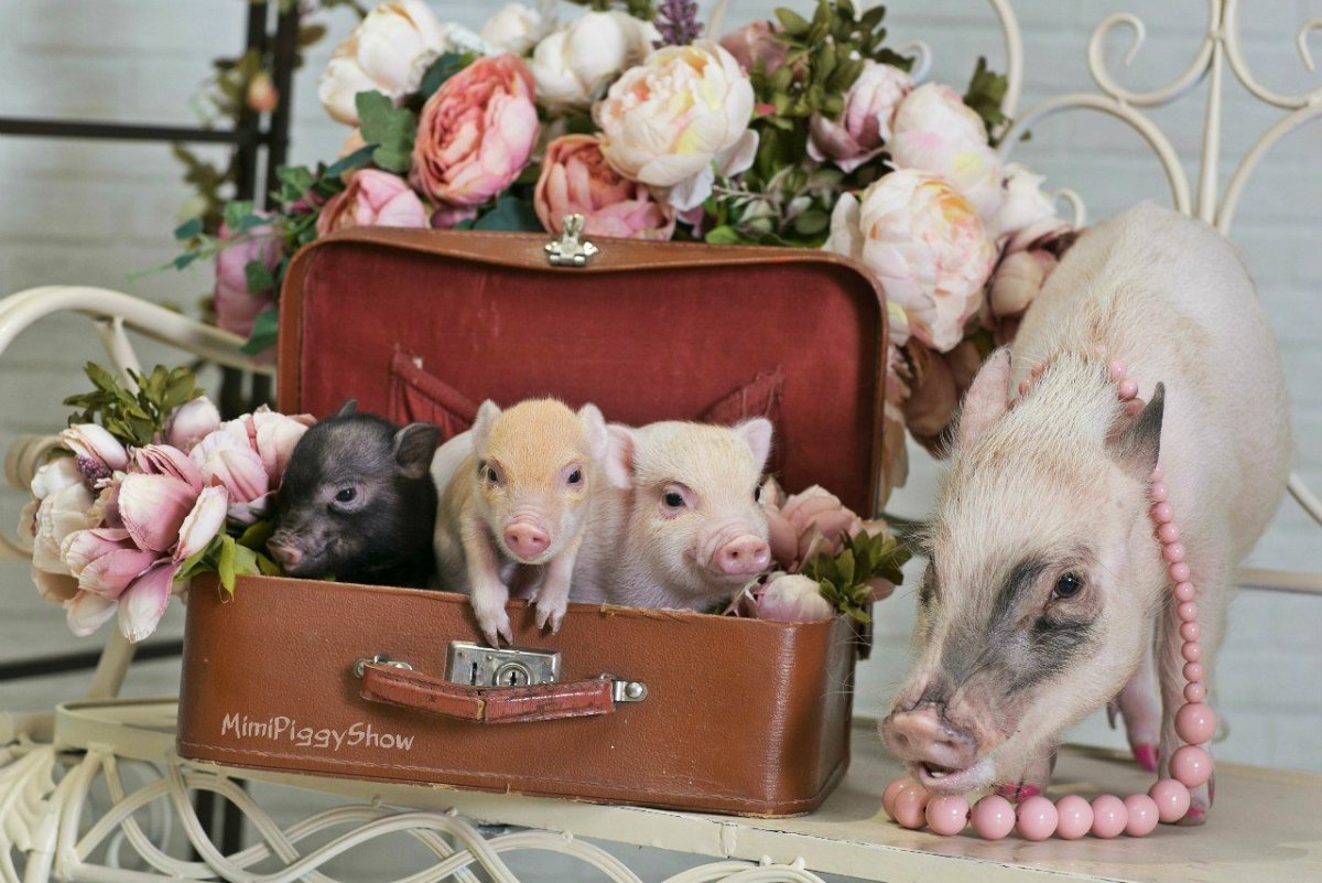 Поросенок в цветах