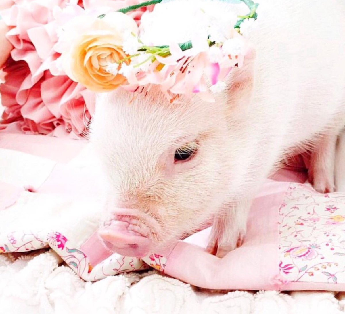 Милые поросята