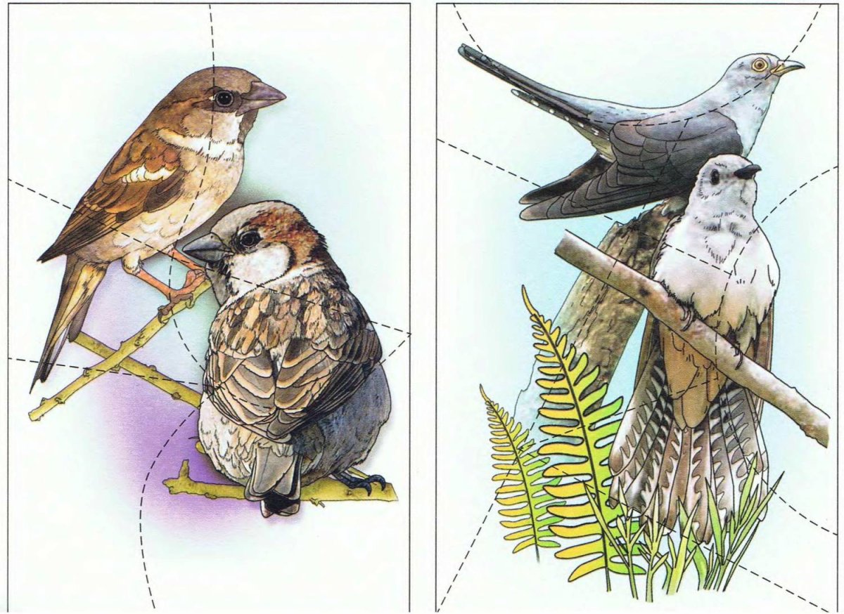 Зимующие птицы пазлы для детей