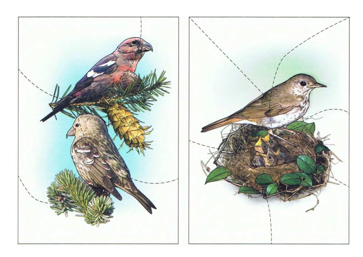 Разрезные пазлы для детей зимующие птицы