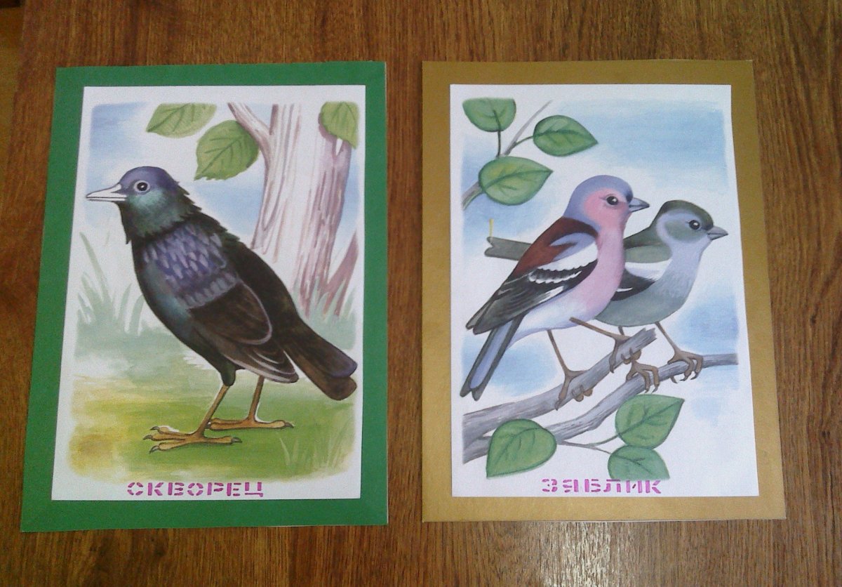 Птицы для детей наглядный материал