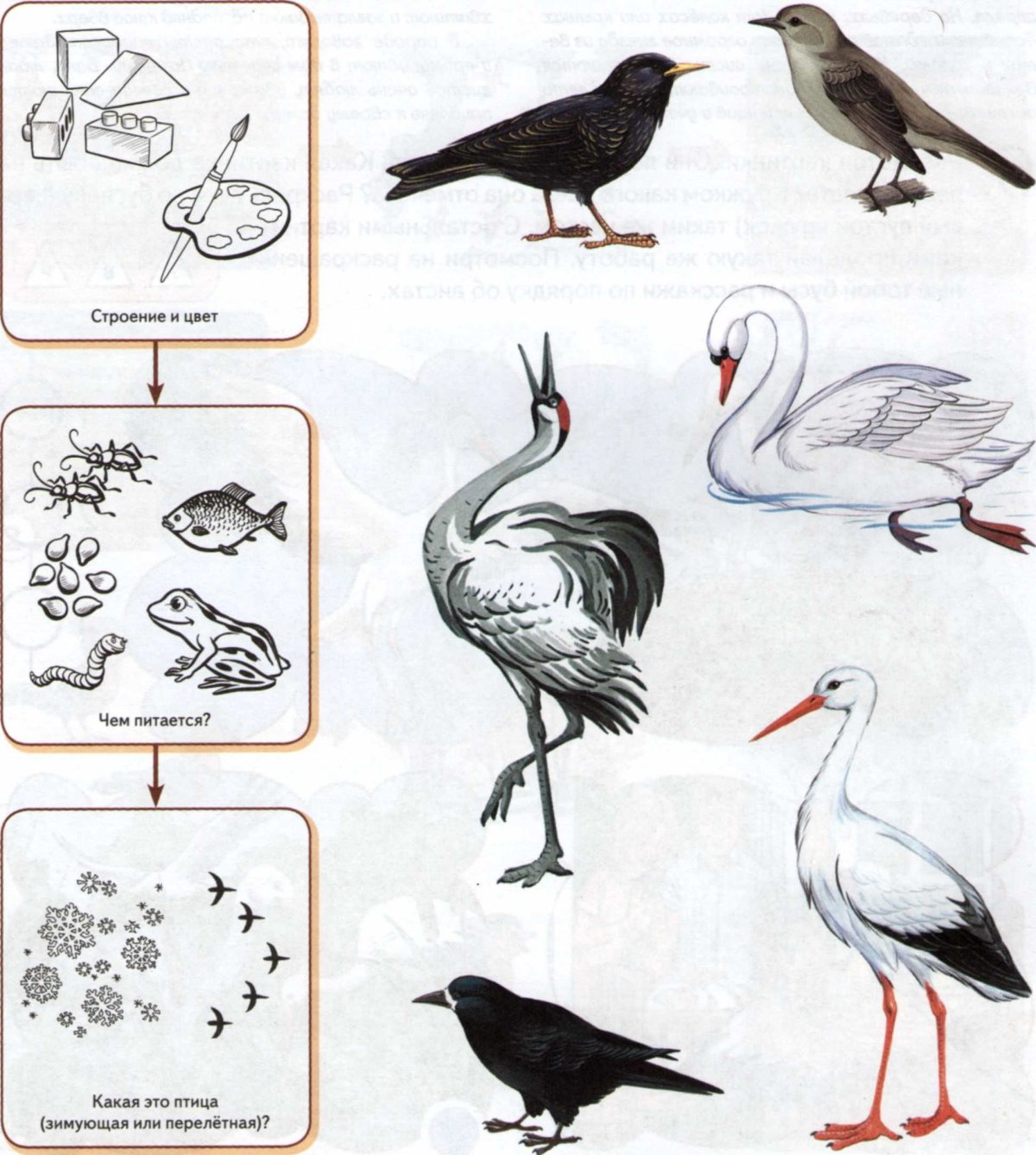 Теремкова перелетные птицы