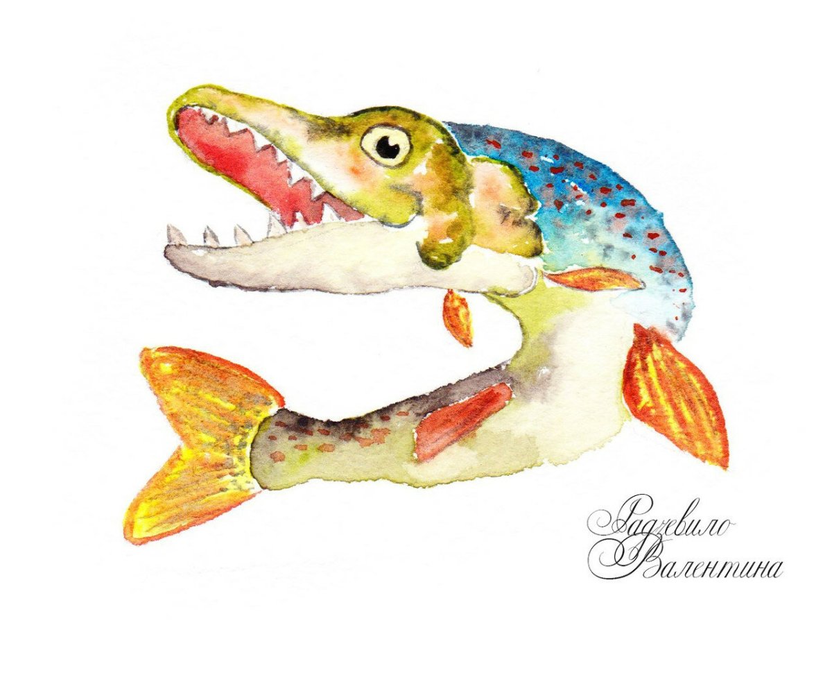 Щука акварелью для детей