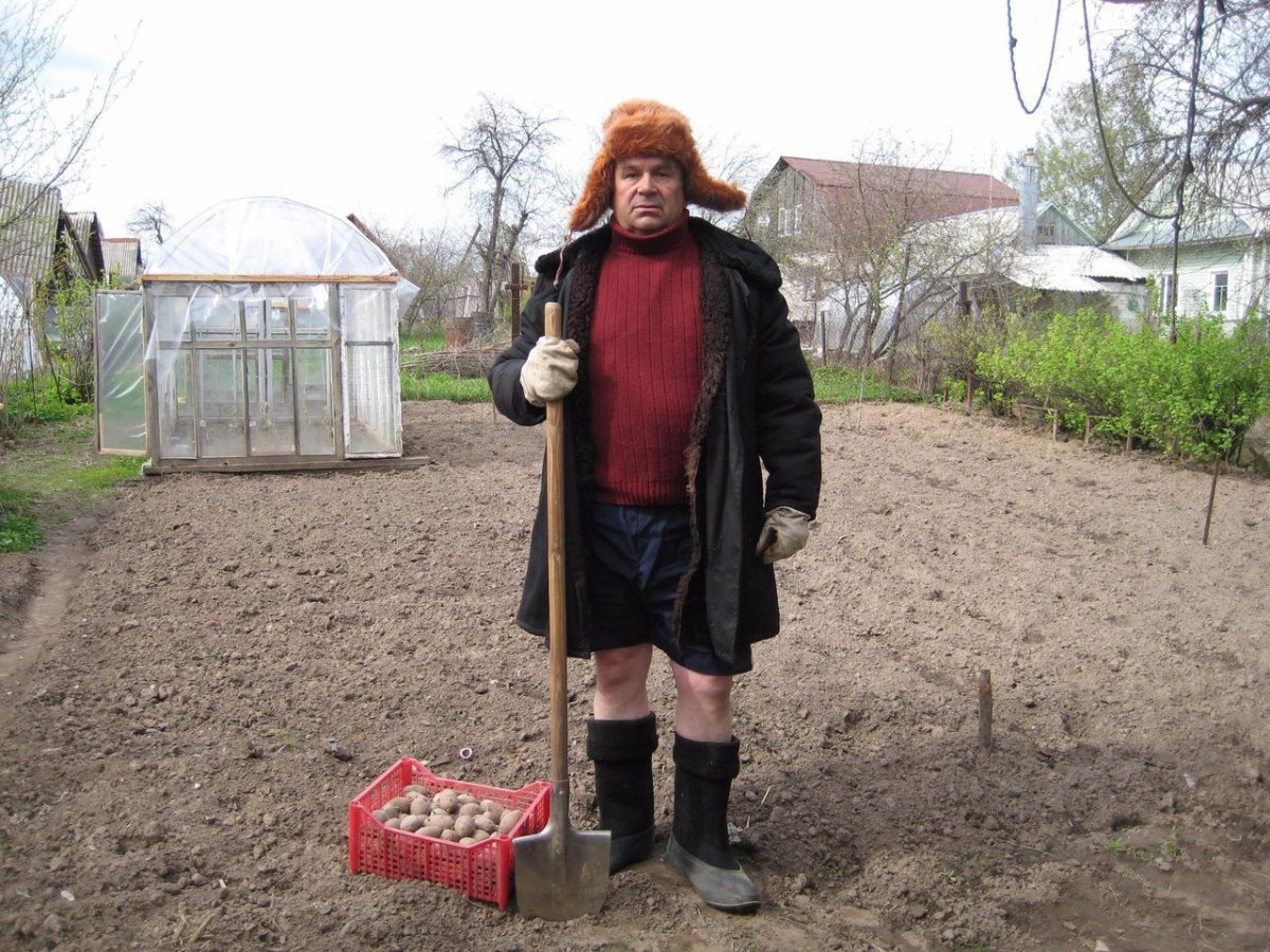Пора сажать картошку