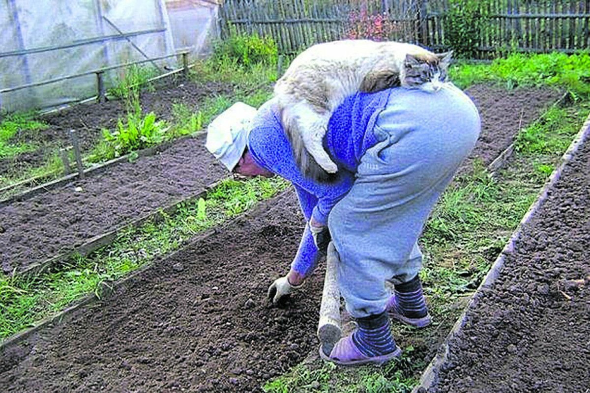 Бабка на грядке