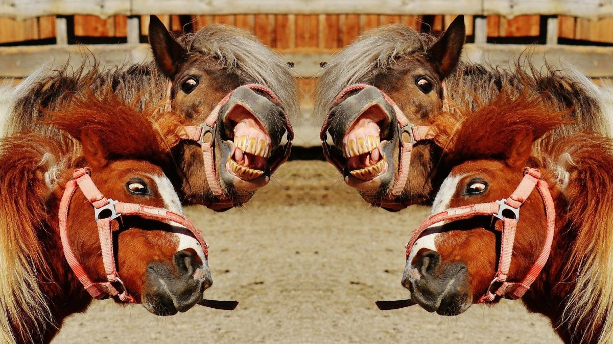 Бешеная лошадь