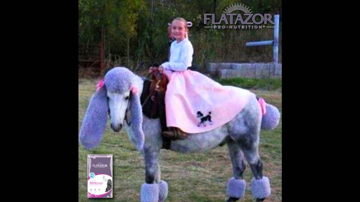 Костюм лошади