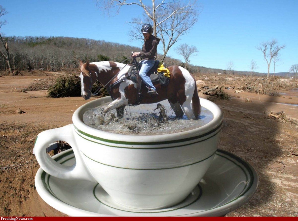 Доброе утро с лошадьми