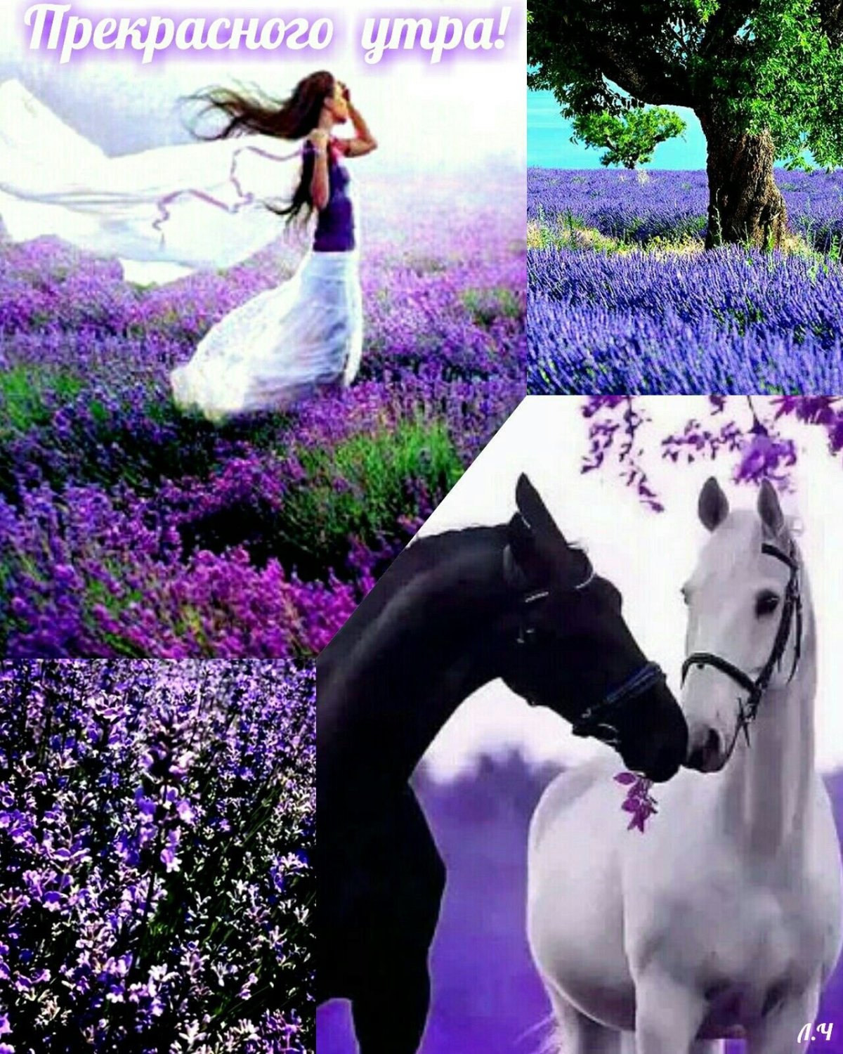 Картинки доброе утро лошади