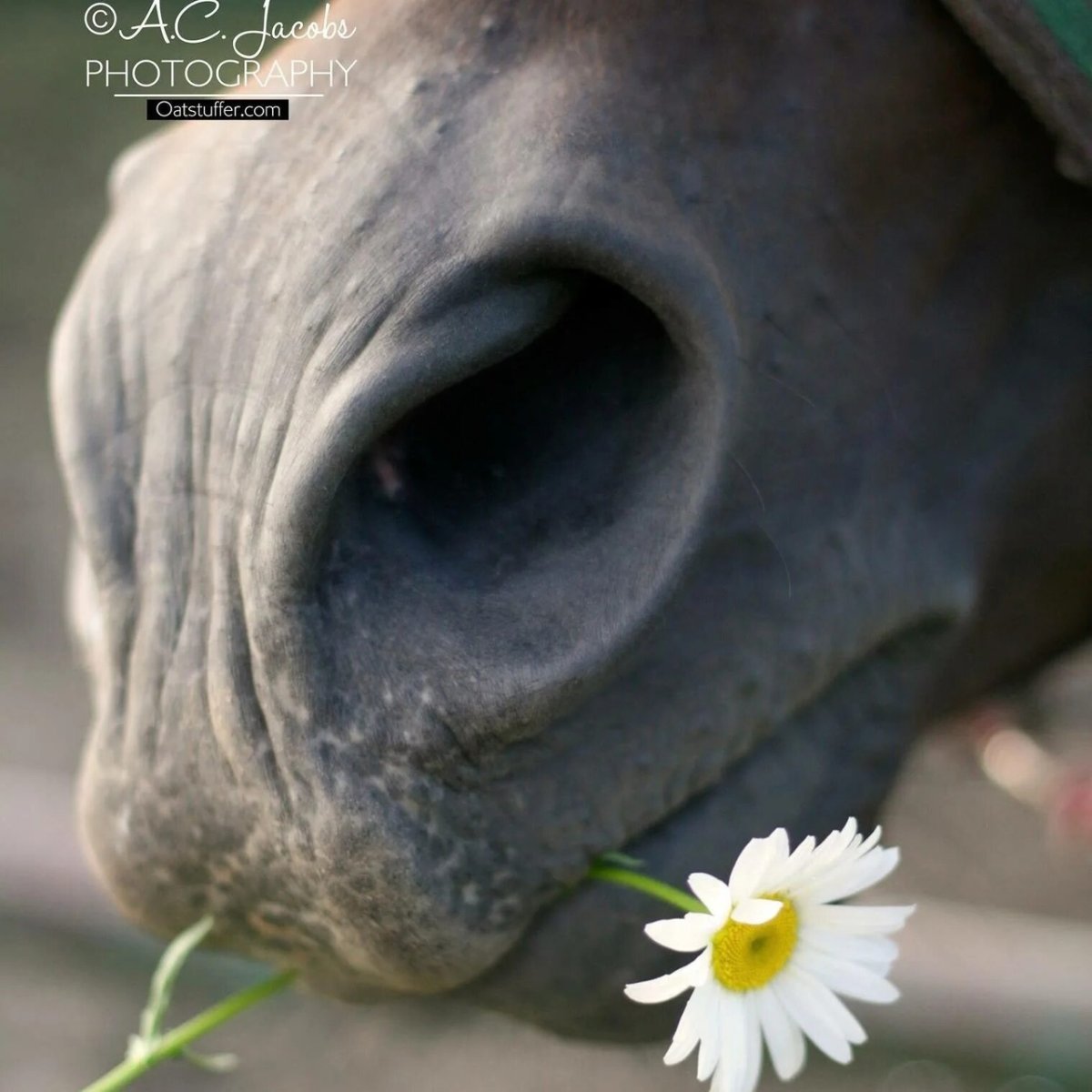 Лошадь в ромашках